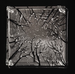 Lookin Up in Winter
10" x 10"
$270